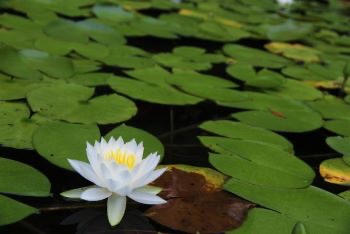 yeunten Ling - ethical code - lotus flower